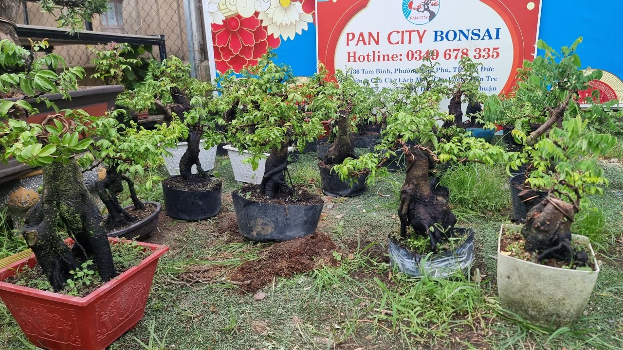PAN CITY 356 🦚 Toàn tập Khế chua giá rẻ bèo nhèo 200k đến 500k là có một em siêu đẹp ạk 🌺
