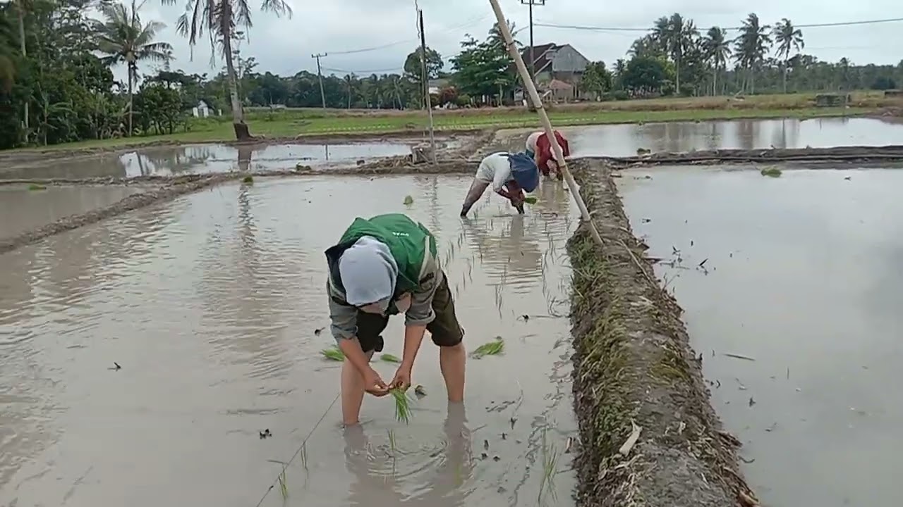 Kegiatan LTT Padi. #pusluhtanri #PenyuluhKementan