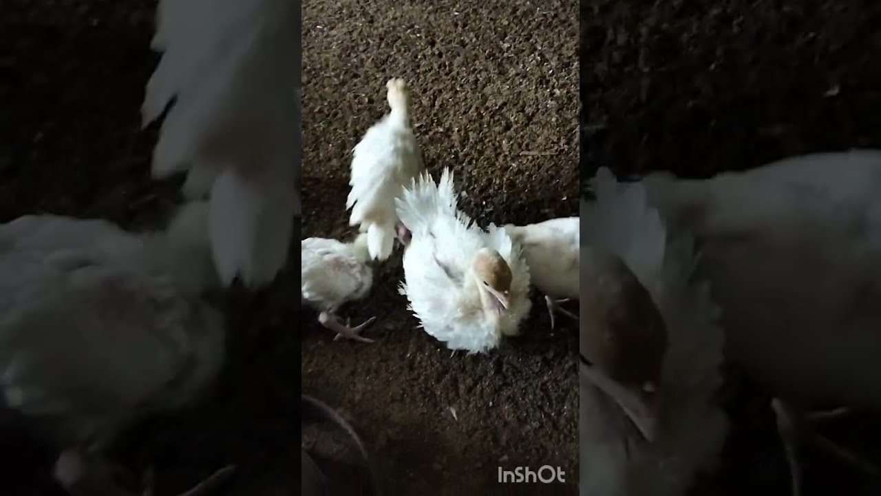First batch of chicks for the year now at 4weeks old(1month old)