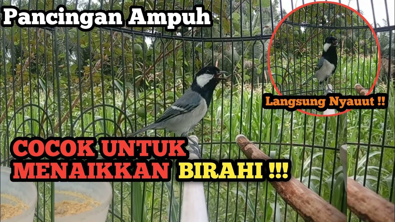 Gelatik Batu Gacor Pancingan Ampuh Cocok Untuk Menaikkan Birahi Semua Jenis Gelatik !!!