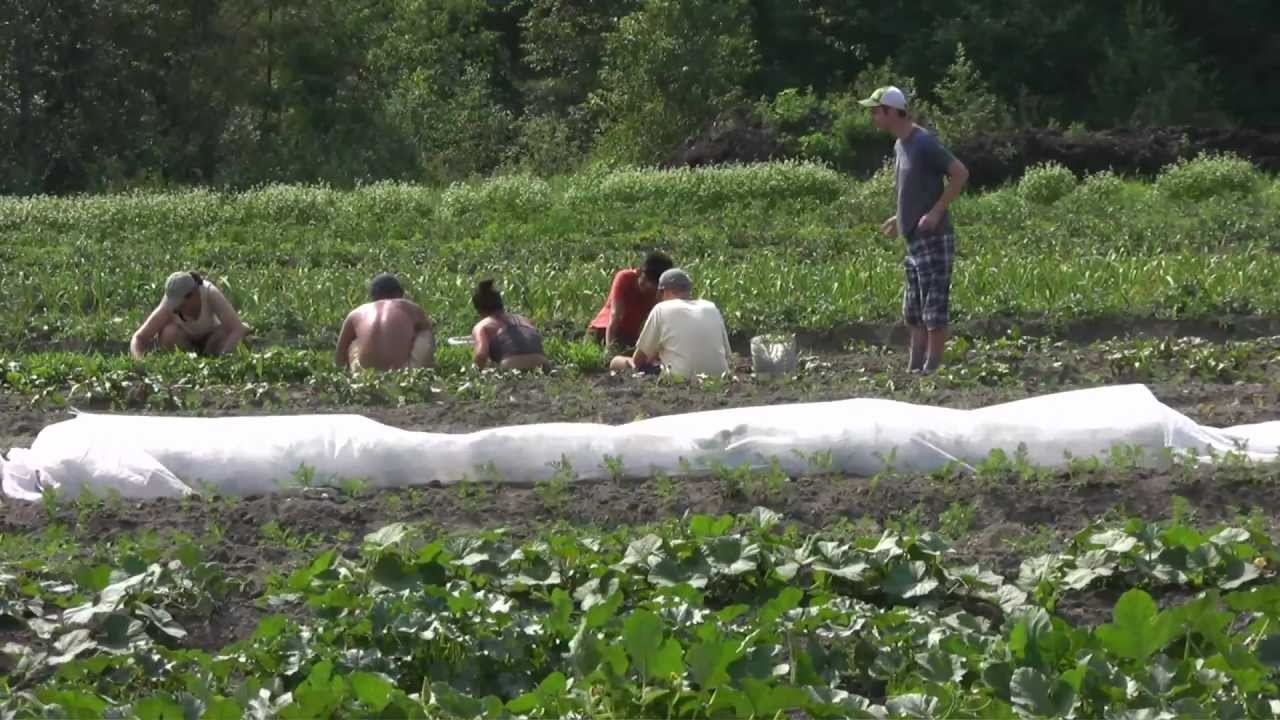 Heartbeet Lifesharing Community