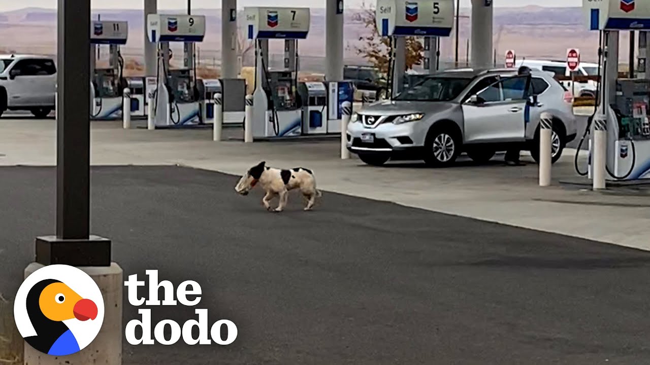 Stray Dog Finally Lets Herself Be Rescued — And Has The Biggest Family Now | The Dodo
