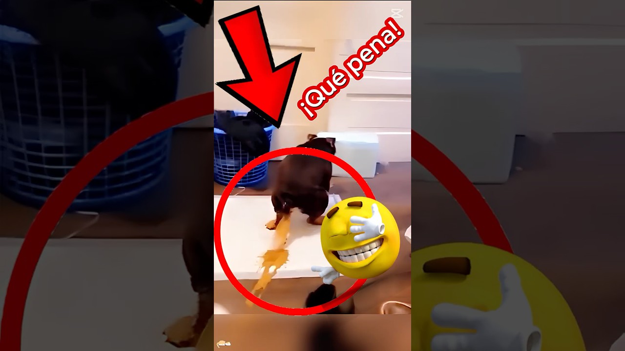 Perro haciendo caca en mí!! 😱💩 