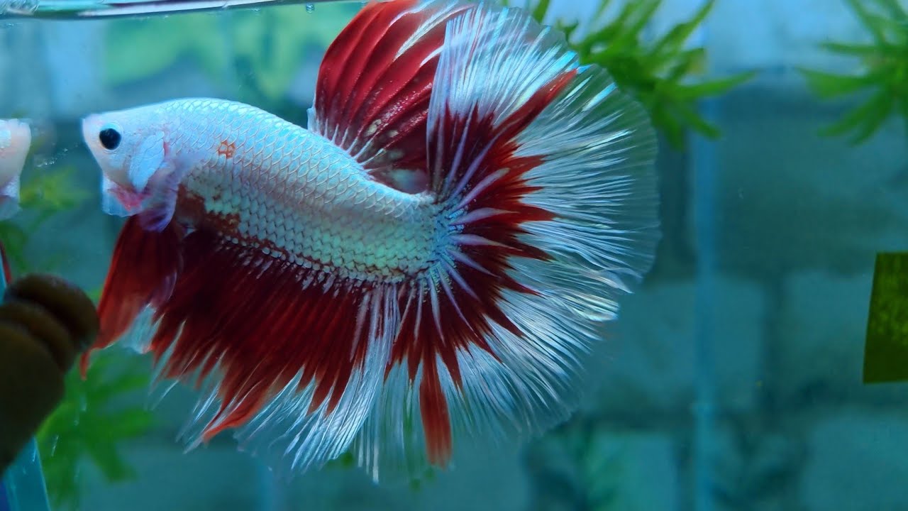 Betta Haflmoon Part 348 - Trại Cá Kiểng Diamond Da