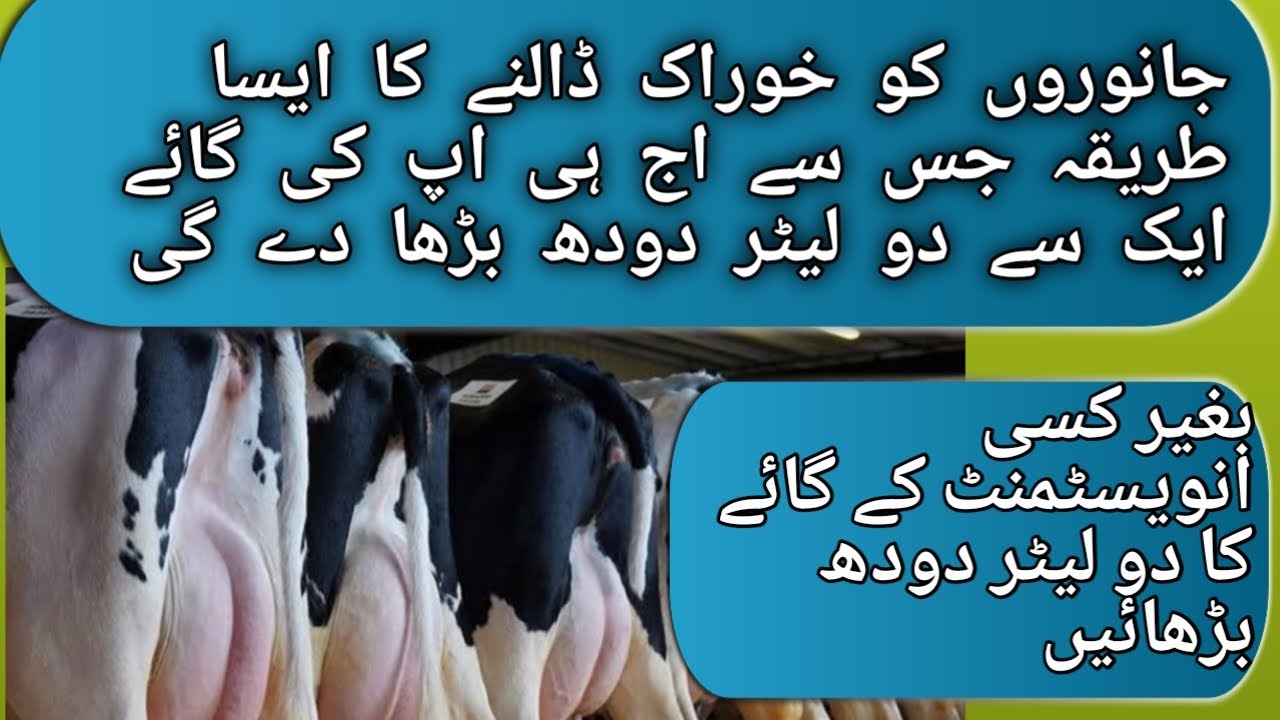 total mixed ration for dairy cows!janwron ko feeding kaise kare