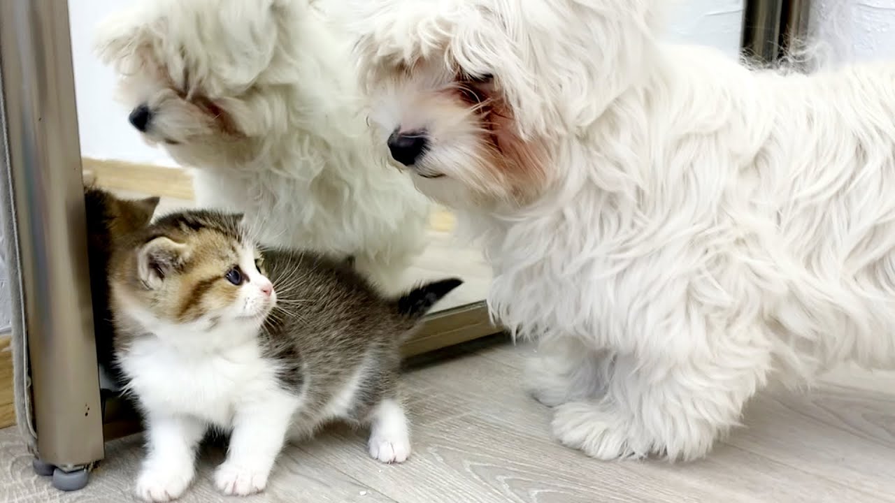 Собака мальтийская болонка помогает маме кошке заботится о котятах