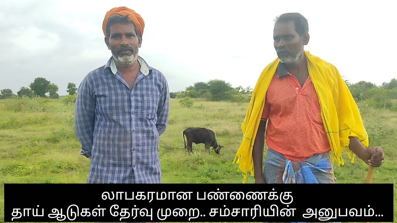 தரமான தாய் ஆடுகள் தான் பண்ணையின் வெற்றி.... 