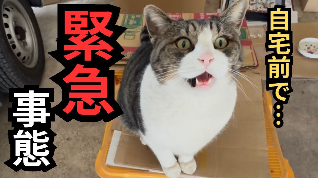 【緊急事態発生】誰がこんなことを。自宅前に排⚪︎と…