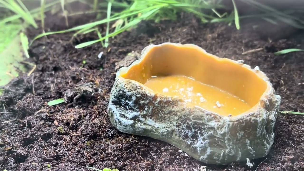 Fly hunt for my Fire Bellied Toad 