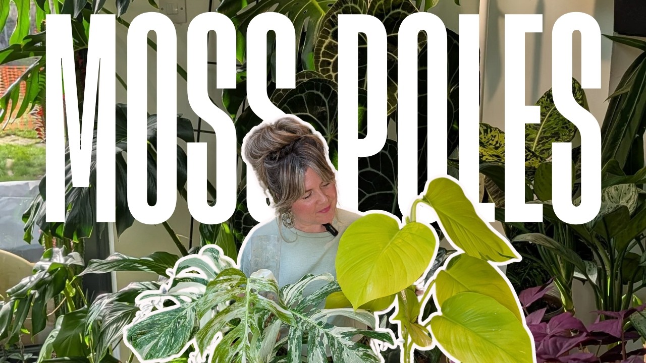 A day of caring for my Moss Poles 💚 How to start cuttings on a Moss Pole 🌿