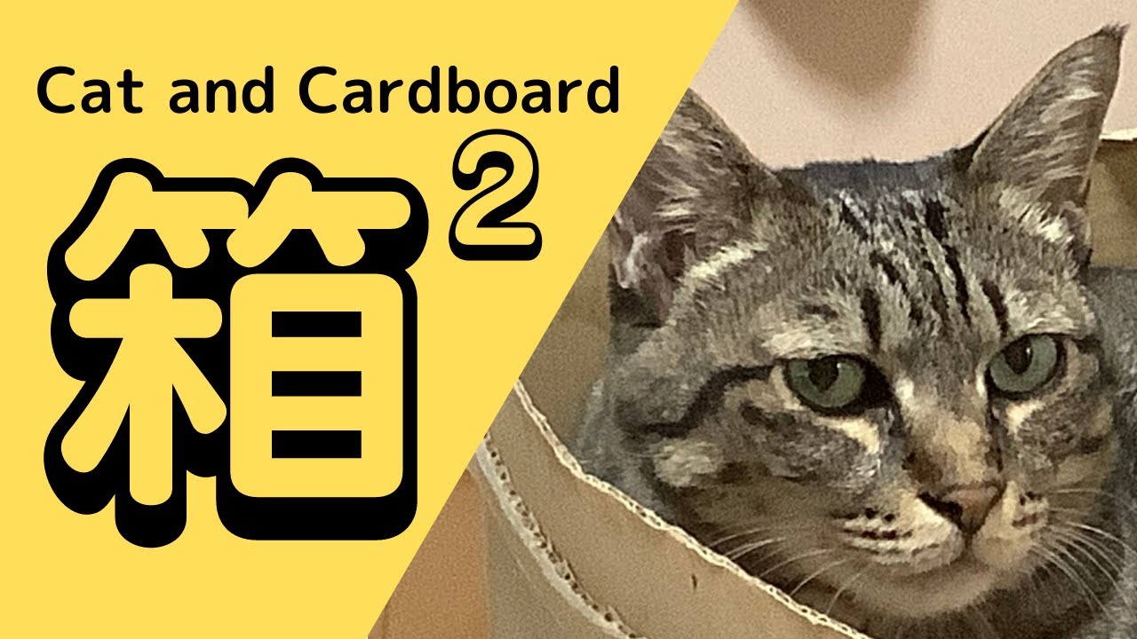Cats and Cardboard boxes part2 |  猫の数だけダンボールあるのにお気に入りはひとつ その2