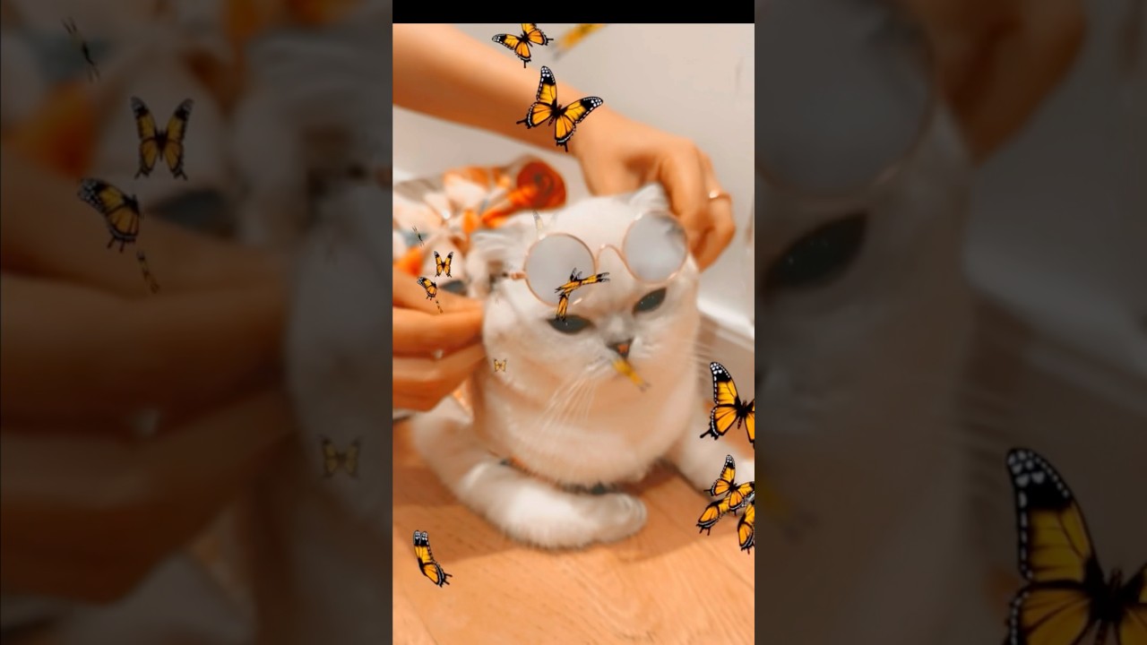 Так много леденцов 🍭🍭🍭🍭 #kikicutekitty #music #shorts #viralvideo #scottishfold #fypage
