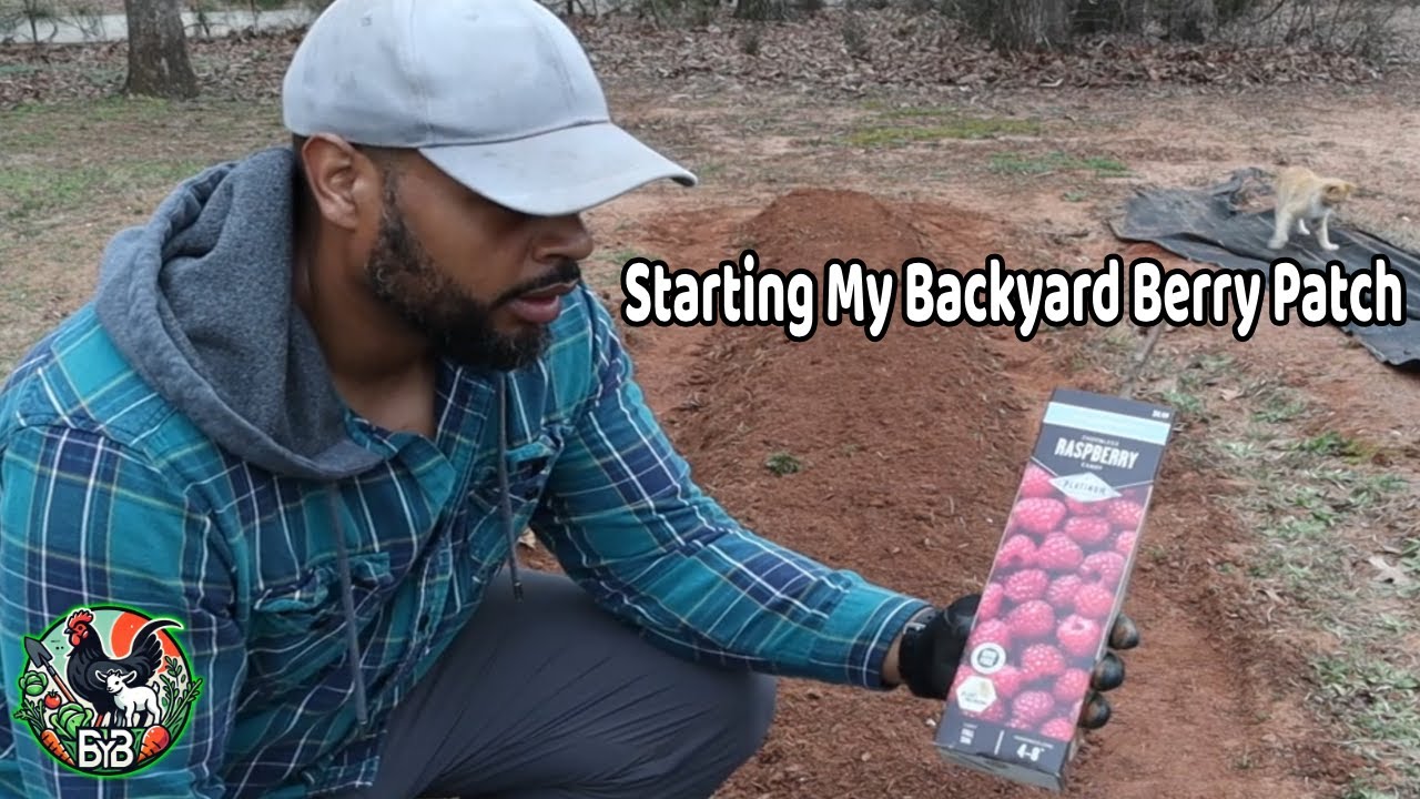 Planting Raspberry & Blackberry Bushes | Starting My Berry Garden with Bare Root Plants | Zone 8a