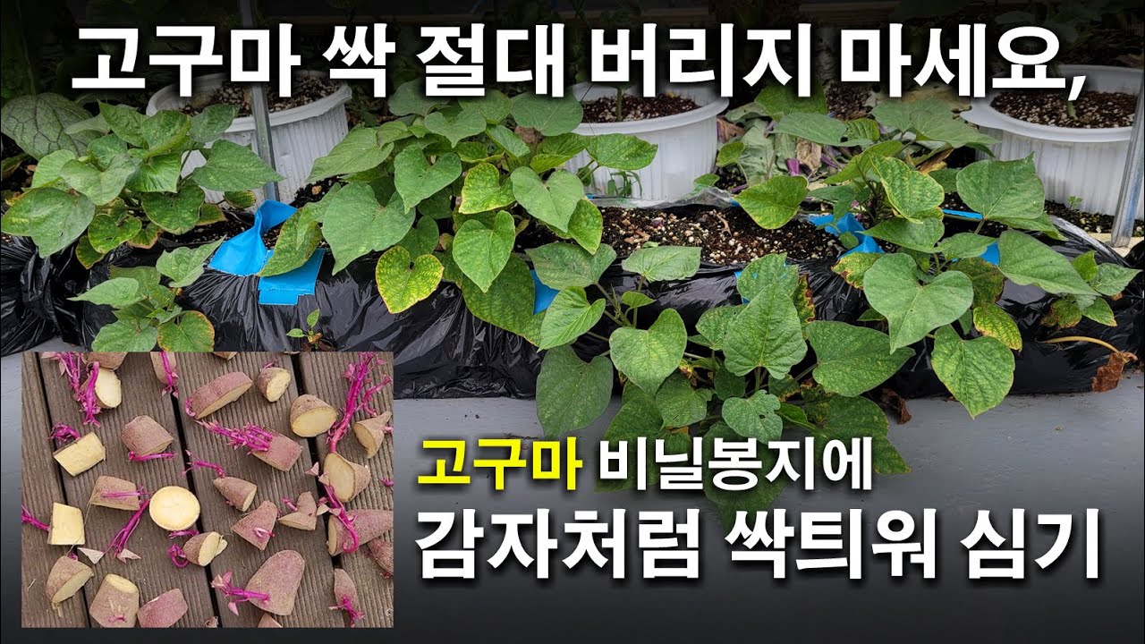 옥상텃밭, 고구마 감자처럼 싹 틔워 심고 키우기, 고구마 싹 필요 없어요,