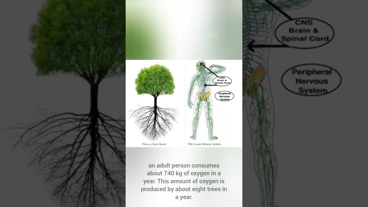 How many trees does it take to produce oxygen for one person?