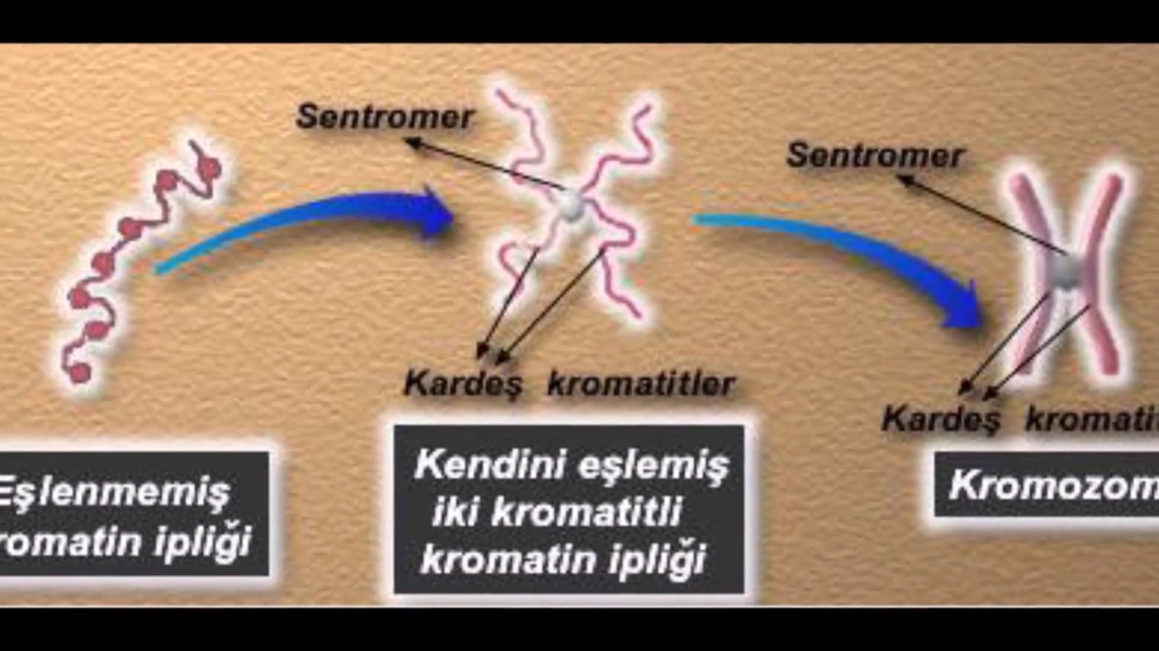 KROMATİN İPLİK NEDİR ?