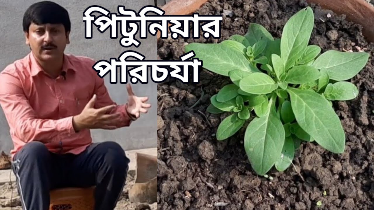 পিটুনিয়া গাছের যত্ন ও পরিচর্যা কেমন হবে পর্ব ০১ | PITUNIA Mission 2020-2021 Part-01| My Garden