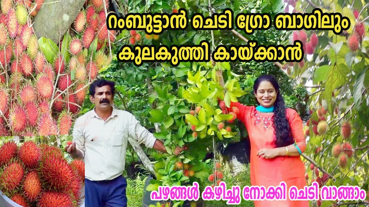 റംബുട്ടാൻ ചെടി ഡ്രമ്മിലും ഗ്രോ ബാഗിലും കുലകുത്തി കായ്ക്കാൻ Rambutan Harvesting Exotic Fruits Plant
