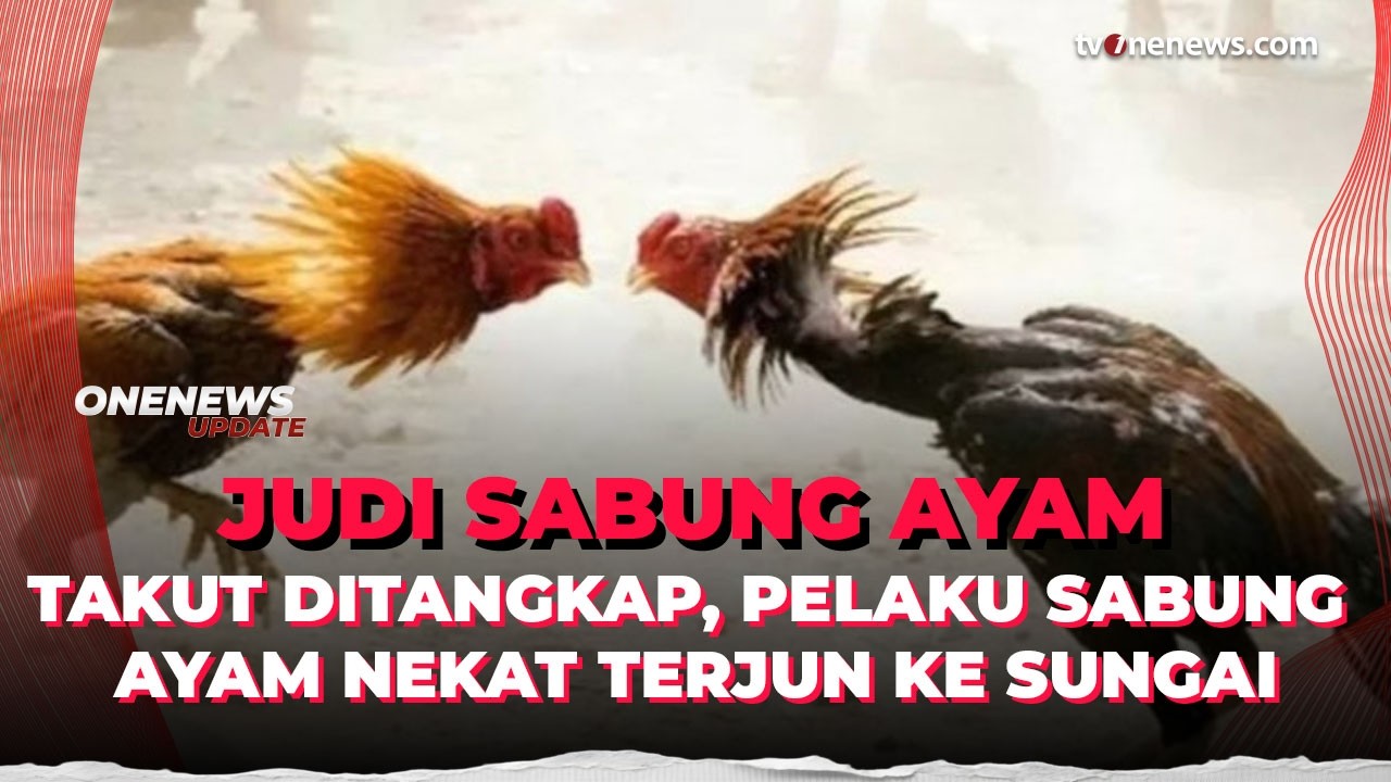 Pelaku Sabung Ayam Kocar-Kacir hingga Terjun ke Sungai saat Digerebek | OneNews Update
