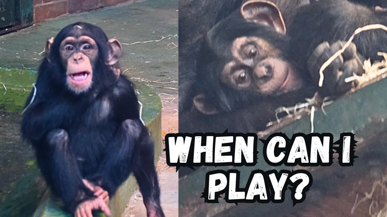 Baby Chimp Watching Brother She Wants To Play! #chesterzoo