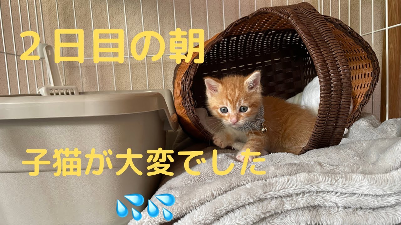 朝、子猫のケージを開けると大変なことになっていました