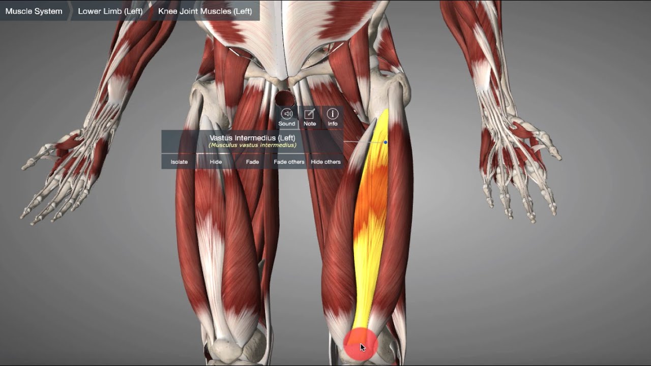 Musculus vastus intermedius