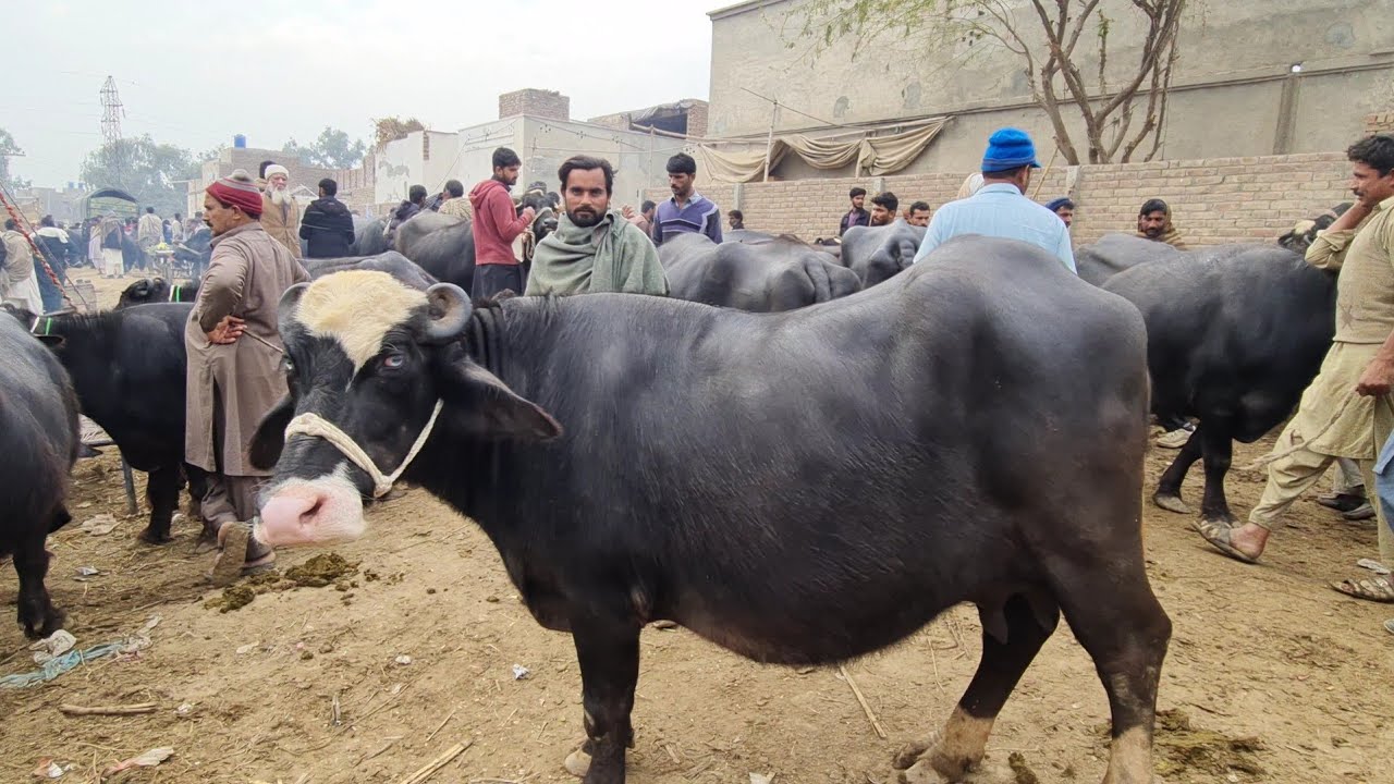Most Beautiful Buffalo || Gojra Mandi