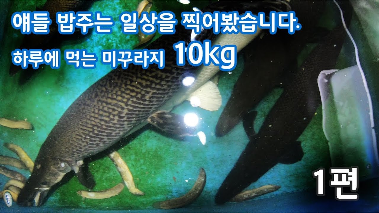 하루에 미꾸라지 10kg먹는 육식어들 밥주는 일상을 찍어봤습니다. (1편)