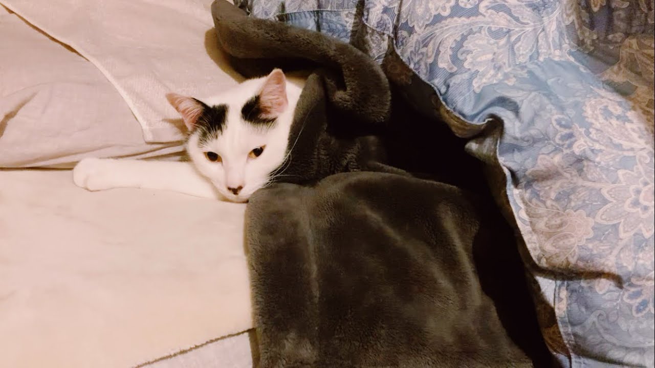 お布団で眠るよね吉