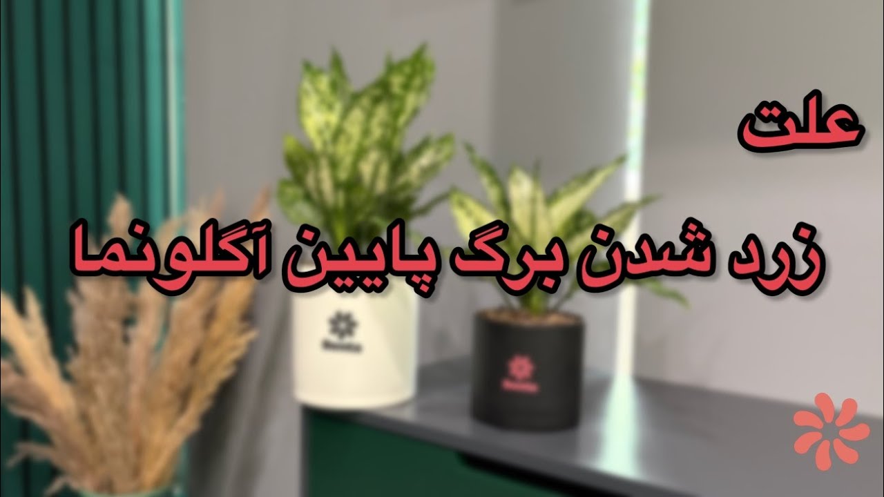 علت زرد شدن برگ آگلونما از پایین و روش های درمان