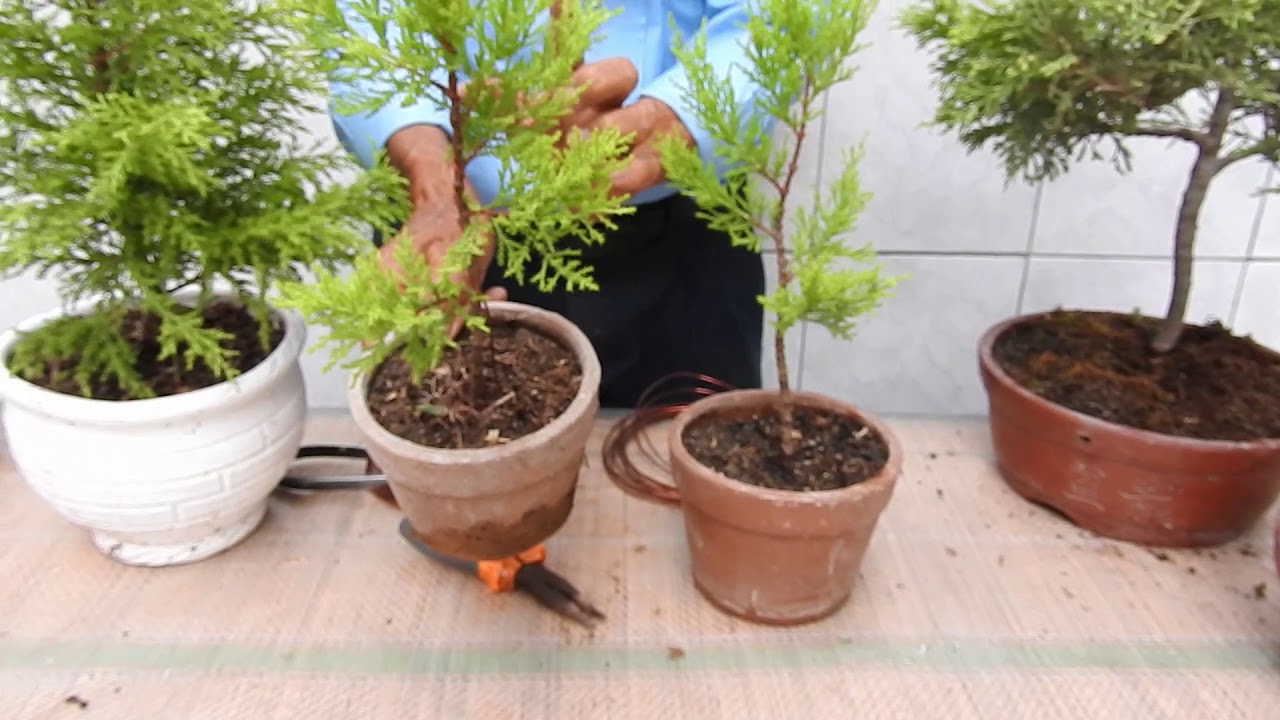 Diseño y alambrado en el bonsai