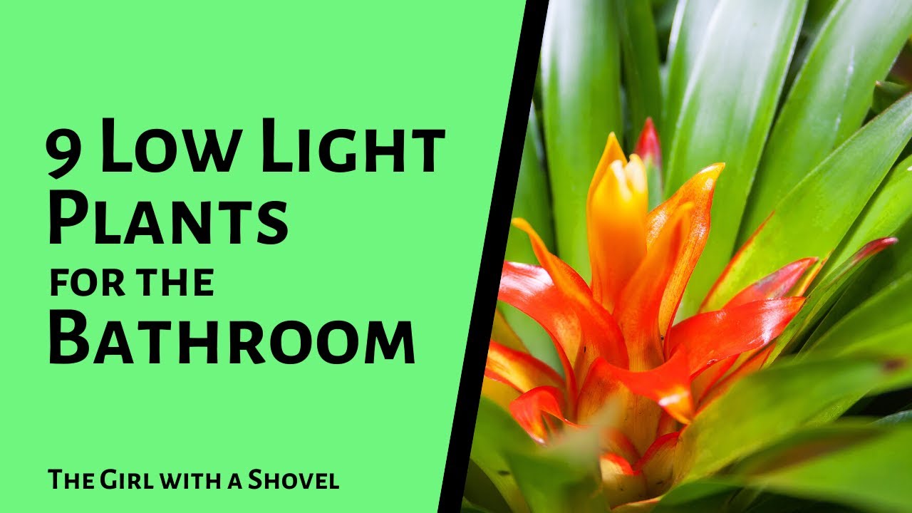 9 Low Light Plants for the Bathroom