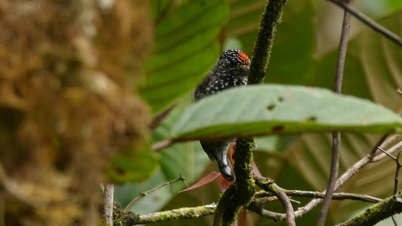 Speckle-chested piculet (Picumnus steindachneri) in Alto Mayo Protected Forest.