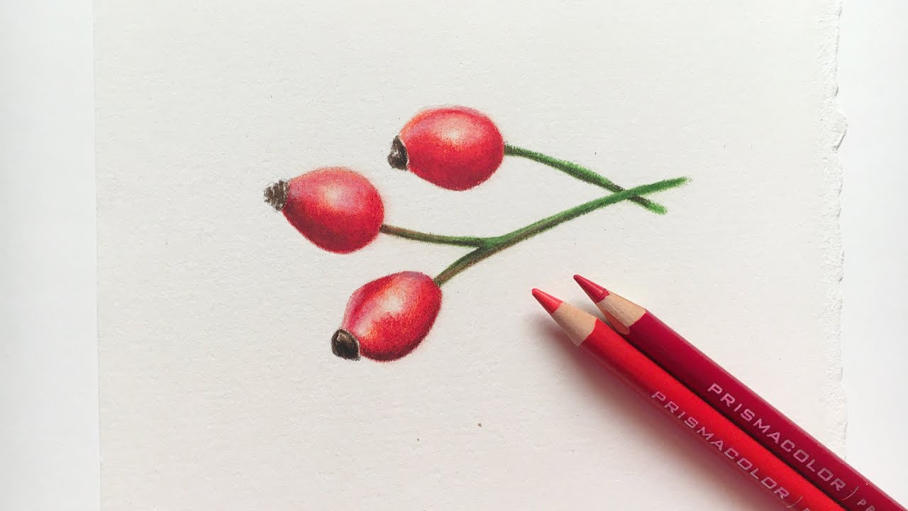 How to Draw Rose Hips Using Prismacolors and Solvent