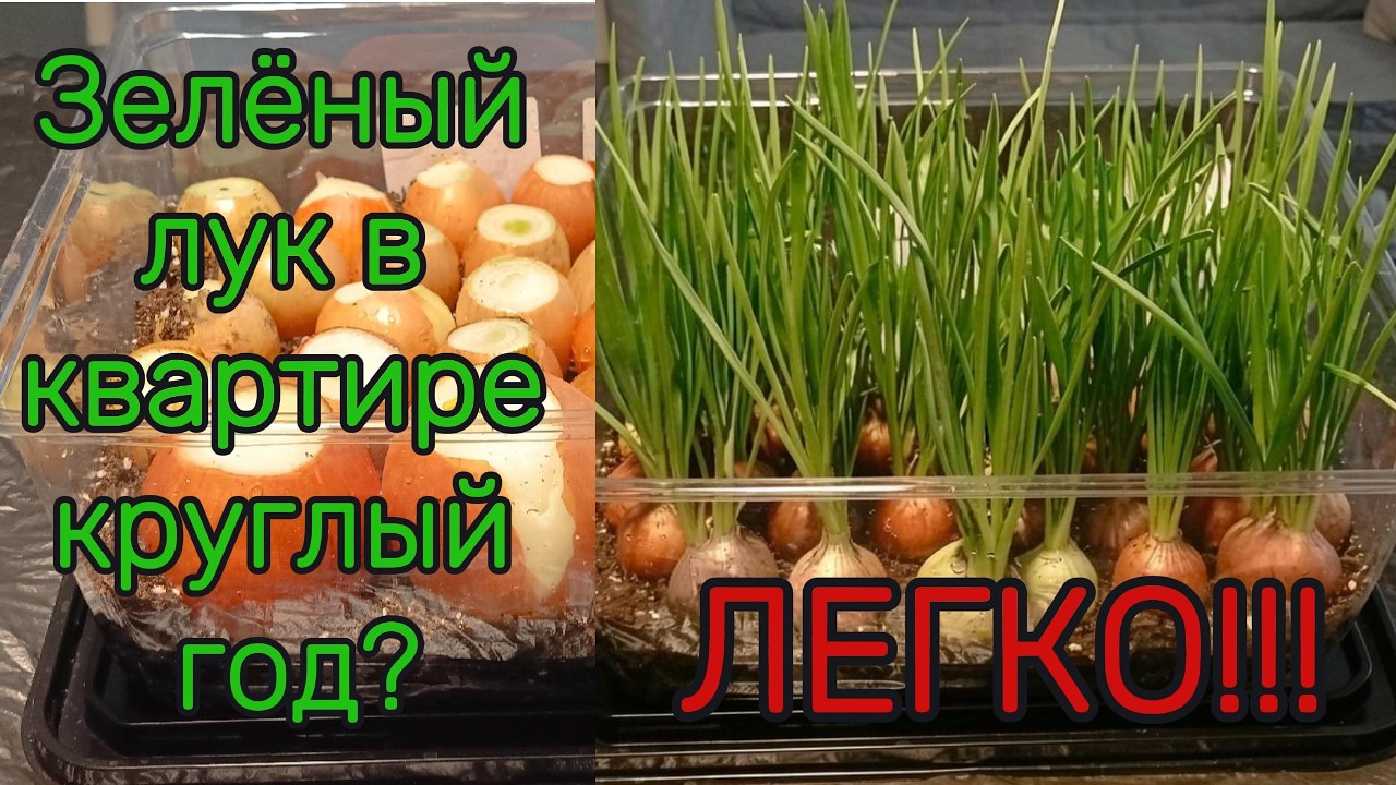 Зелёный лук! В квартире? Легко!