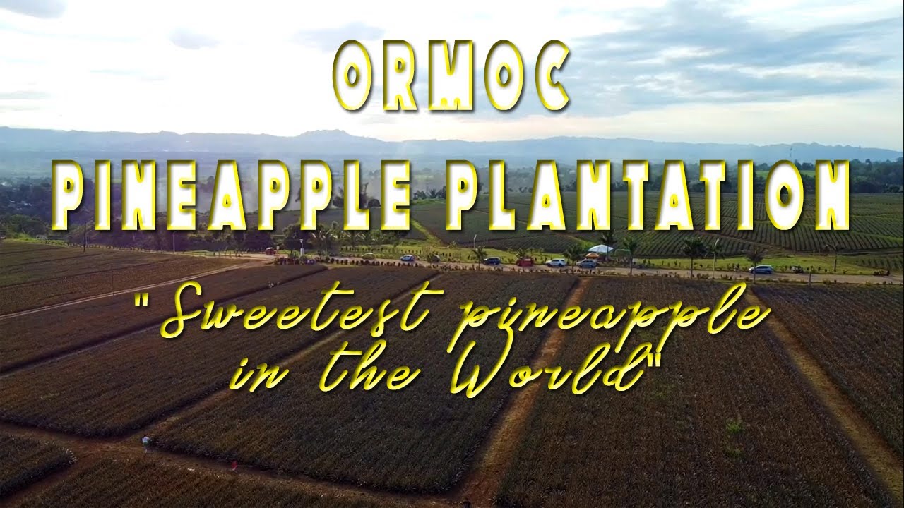Ormoc Pineapple Plantation (the sweetest pineapple in the world)