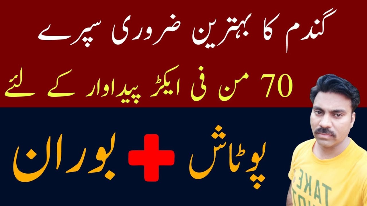 Potash and boron spray on wheat crop | The best nutrients spray for wheat crop | Abid Ali Agrarian