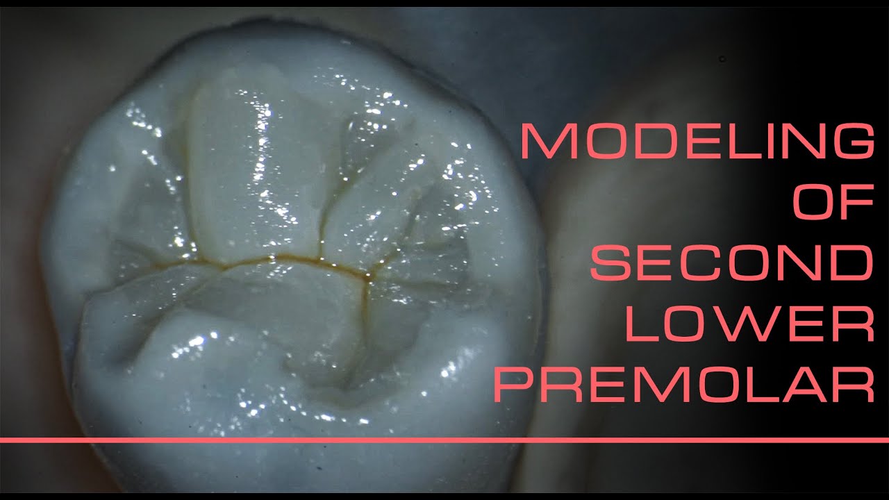 Моделирование 2 й нижний премоляр / modeling of second lower premolar