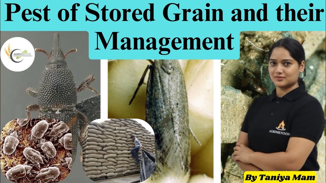 Pest of Stored Grain and their Management