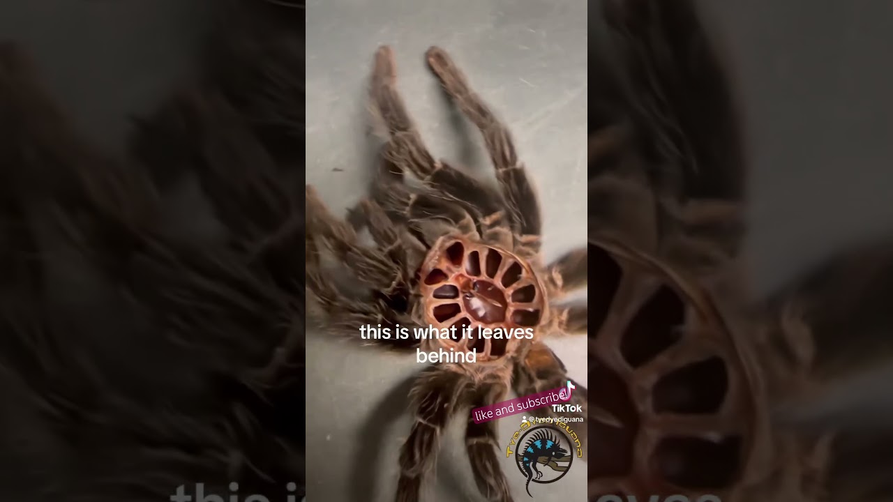 Этот ГИГАНТСКИЙ тарантул только что полинял! 🕷️ 😱 #питомцы #удивительно #паук #животные #потрясаю...