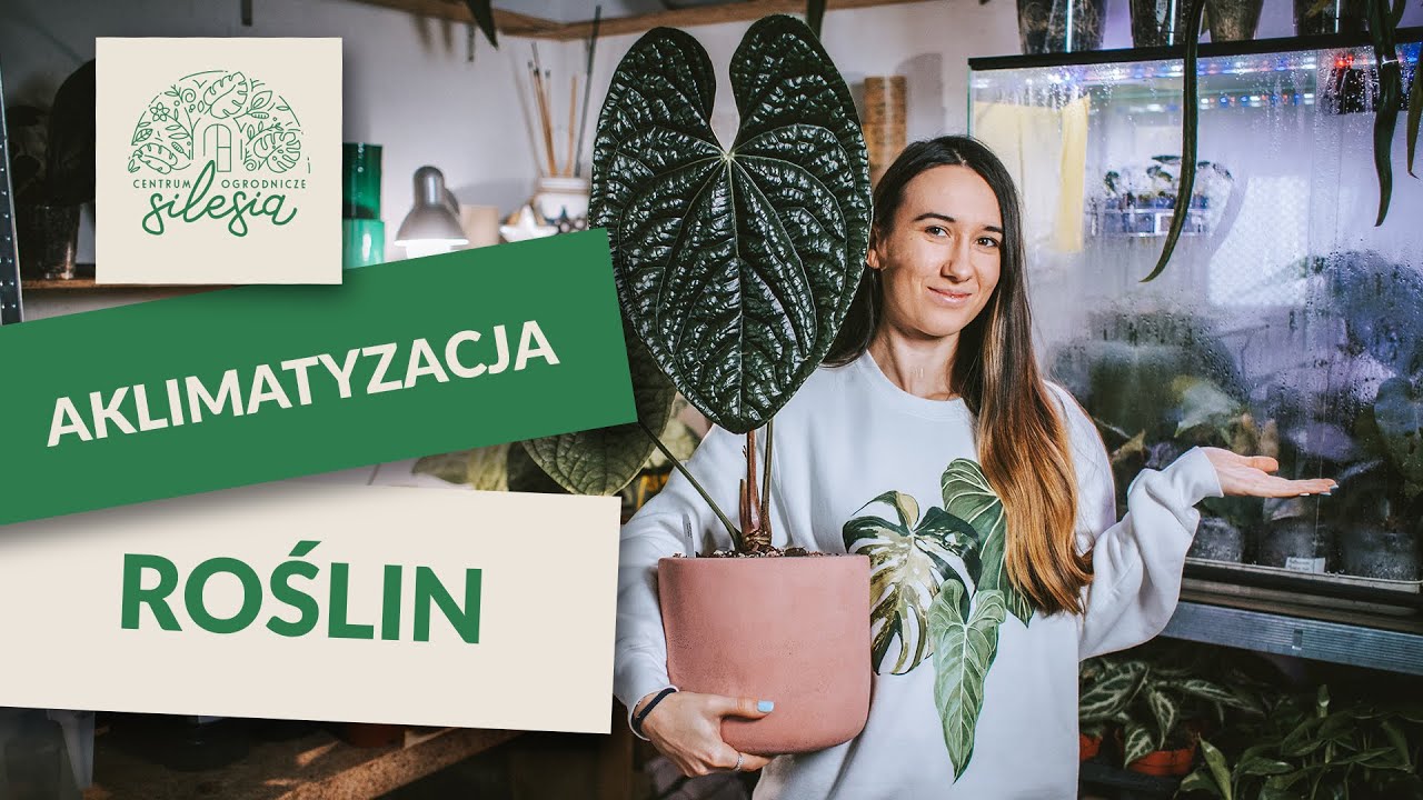 Co to jest aklimatyzacja roślin ? Jak to zrobić ? | Opowiada Julia z CO Silesia