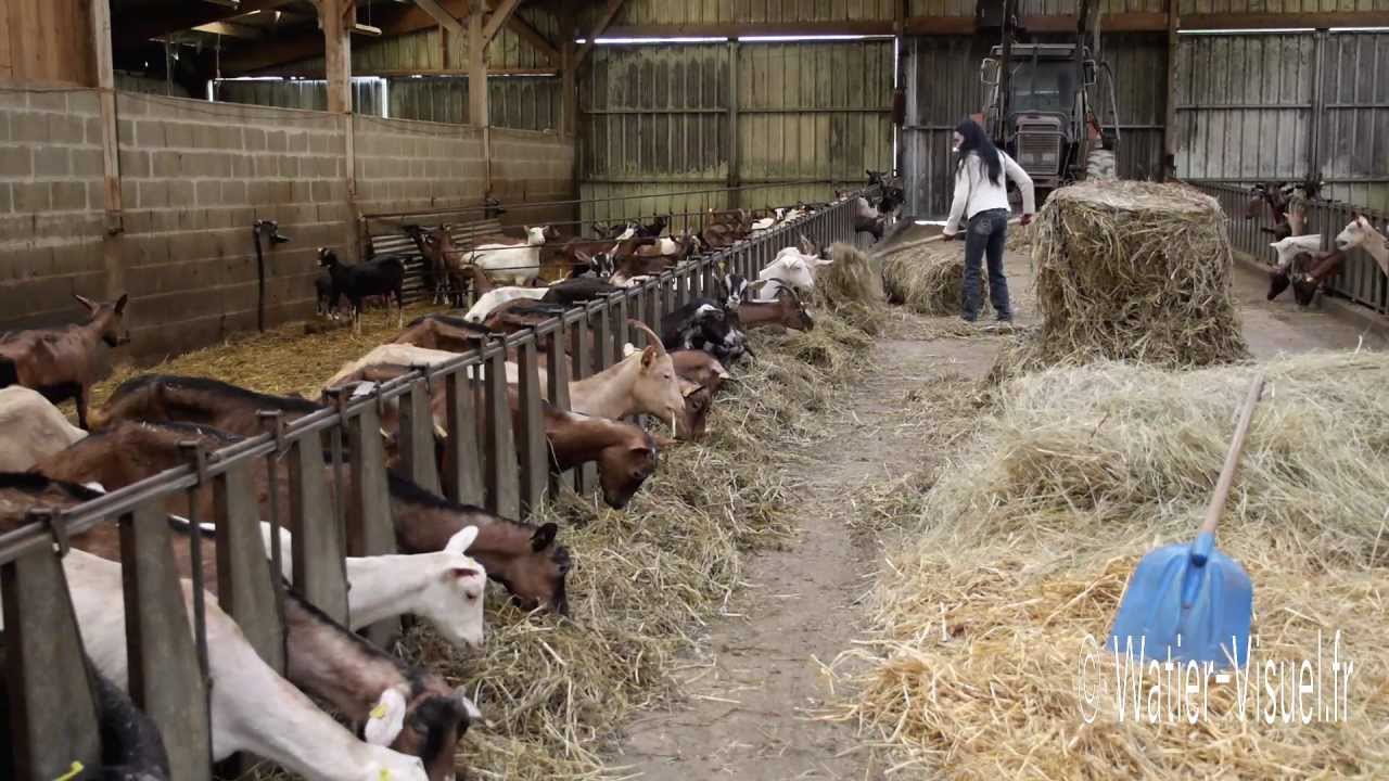 Distribution de foin et de compléments aux chèvres dans un élevage caprin