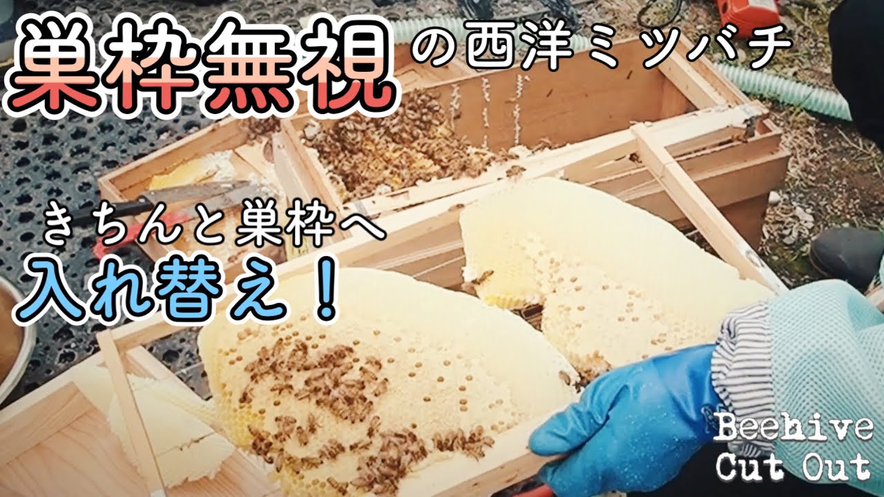 [vlog]巣枠無視で巣をつくった【西洋ミツバチ】😂養蜂スタートのために入れ替えをお手伝い🐝💨Honey Bee Cut Out