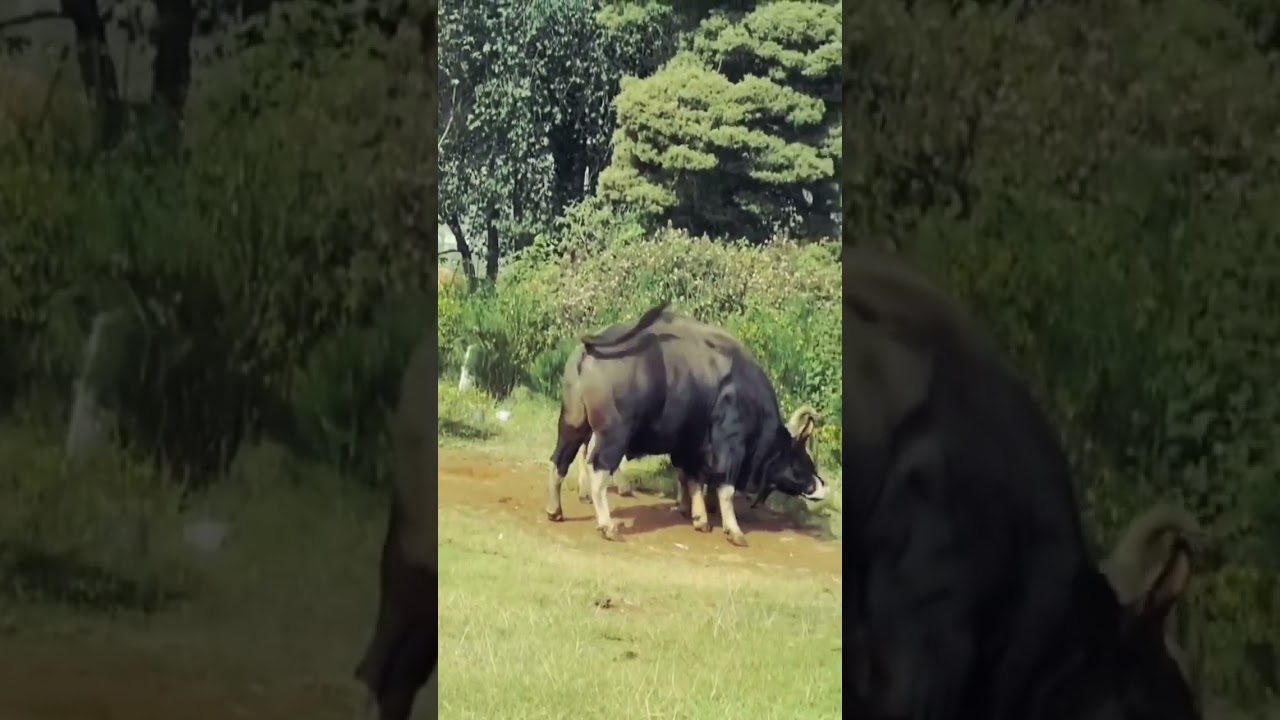 Never Seen Before Gaur Fight – The Most Intense Wild Indian Bison Battle Ever Captured.