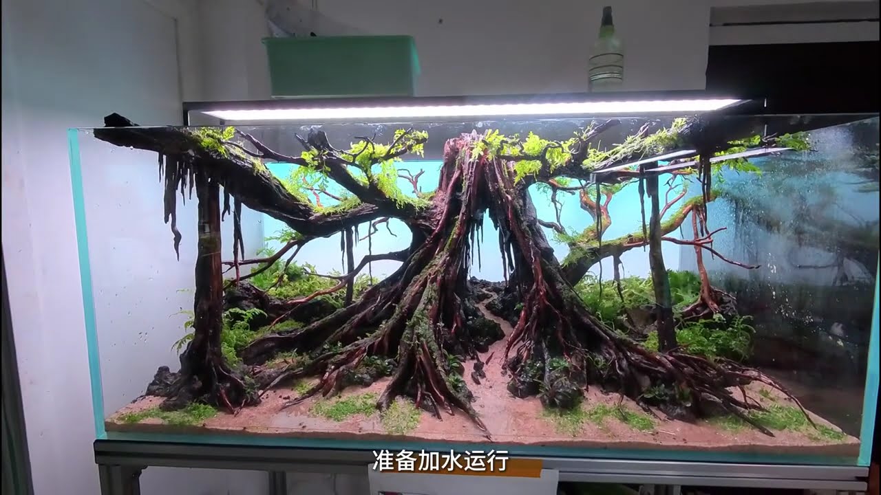 Tree Spirit – 13th Place Winner at IAPLC 2025 World Aquatic Plant Landscape Competition