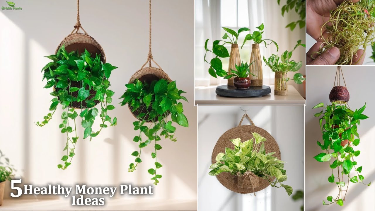 5 Money Plant Ideas & How to Grow Money Plant Healthy with Fast at Home//GREEN PLANTS