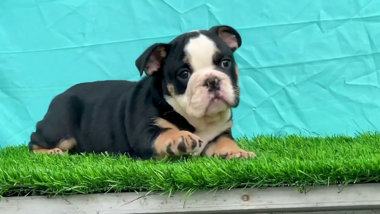 Rare Black Tri-Colour Bulldog Boy @55 Days | Exotic Bulldog | Bulldog Puppies Available 9548400013☎️