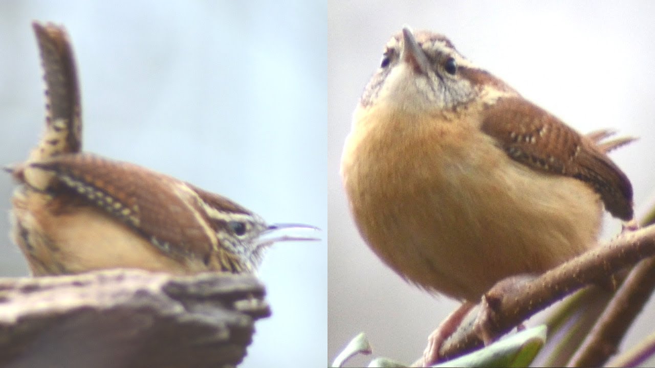 Male Carolina wren call while female listen