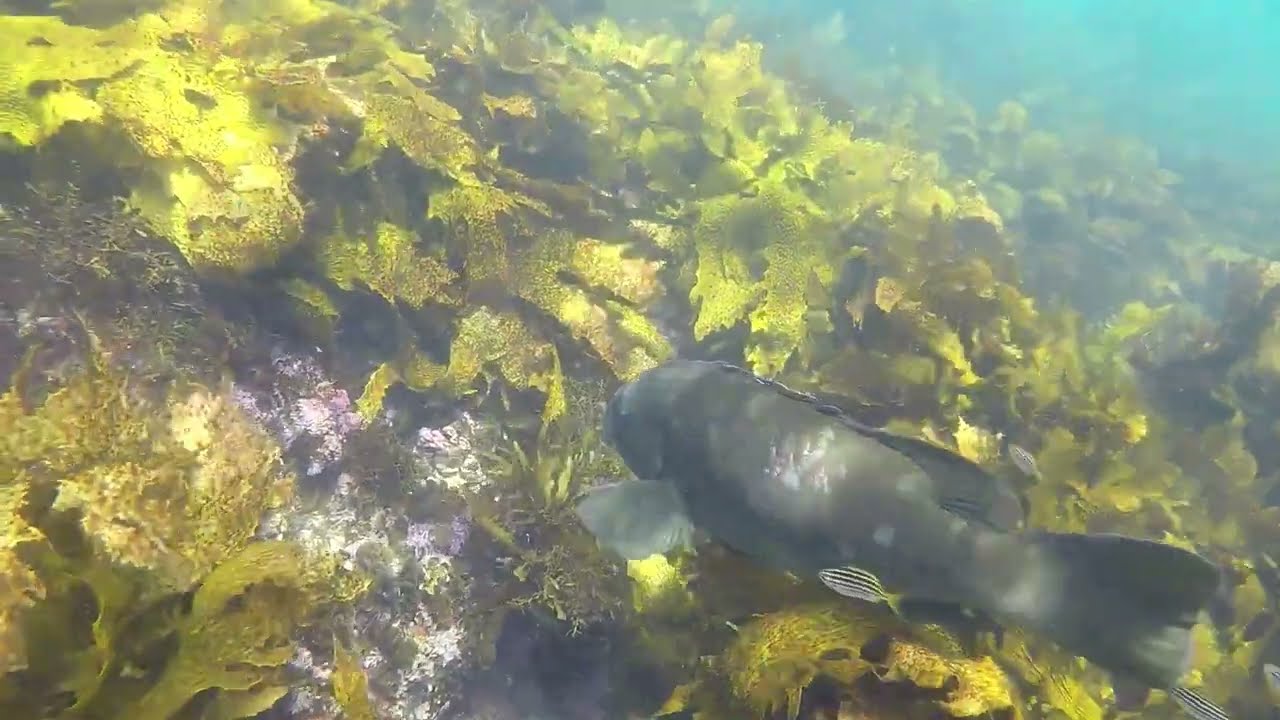 Cabbage Tree Bay Reserve Snorkel