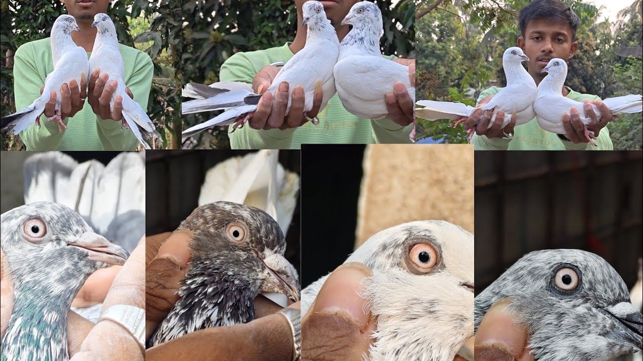 কাগজী, কালসিরা, ফুলসীরা,লালফুল সব Sale a আছ#viral #pigeonsale #pigeon #sale #kabutar 